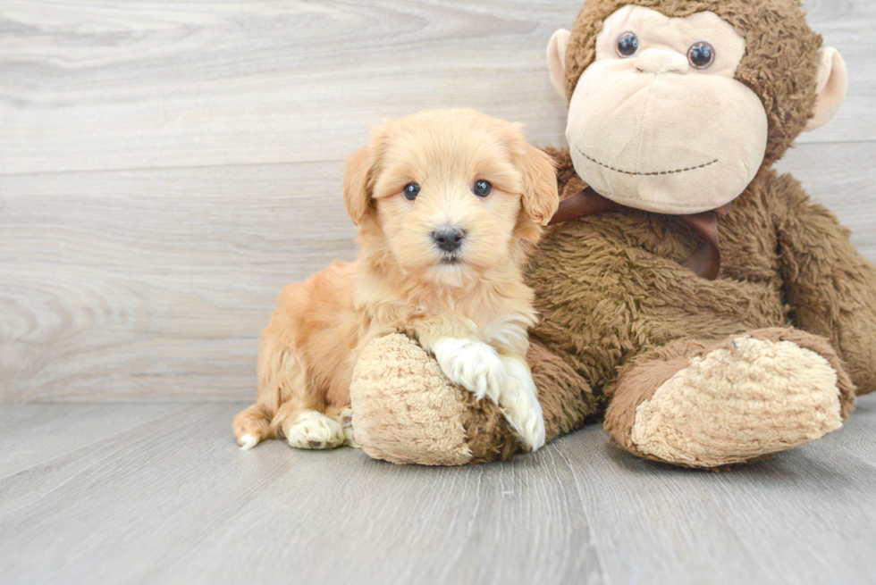 Adorable Havanese Purebred Puppy