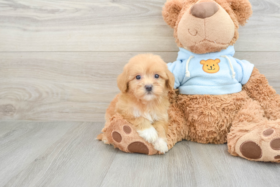 Havanese Pup Being Cute