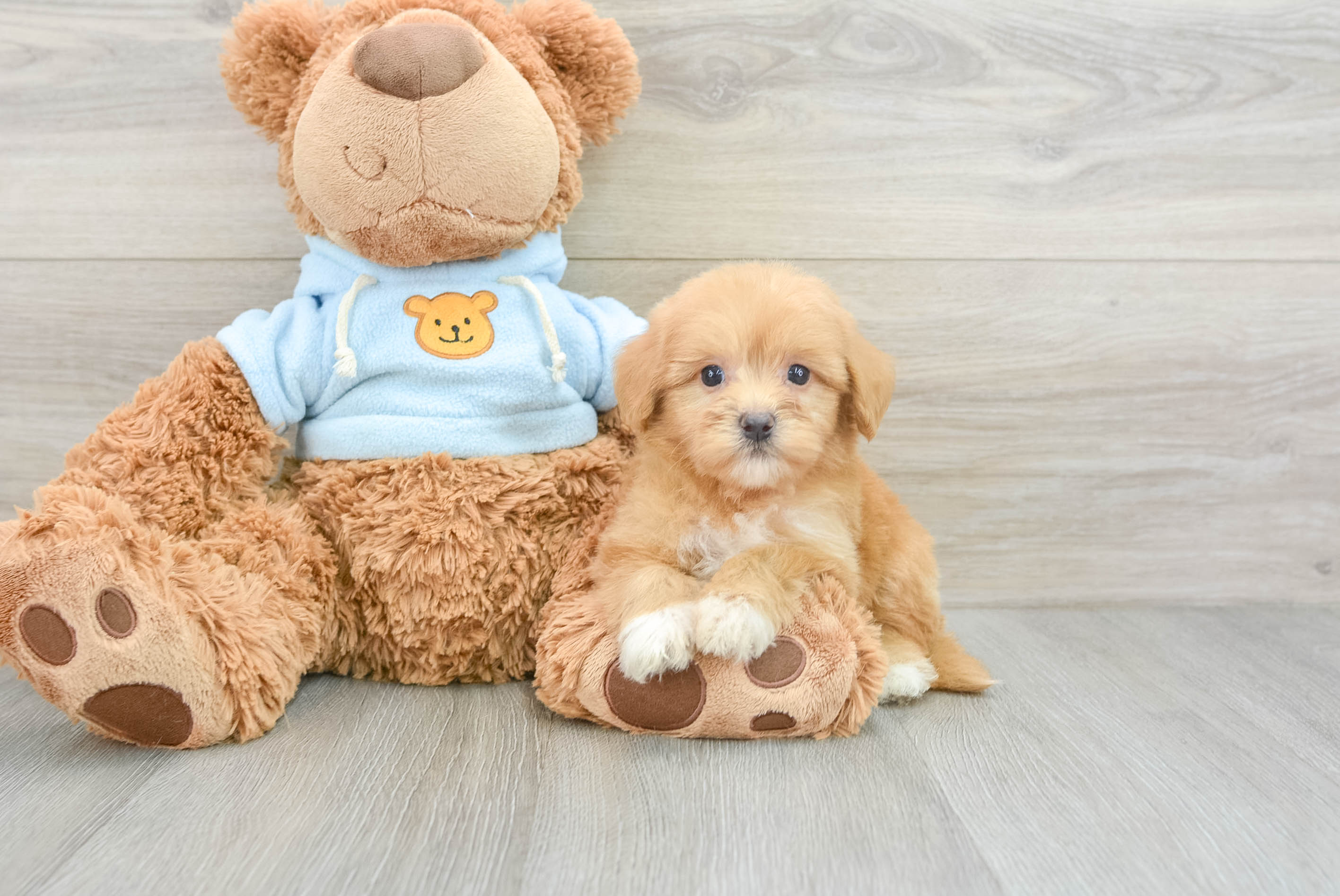 Energetic Havanezer Purebred Puppy