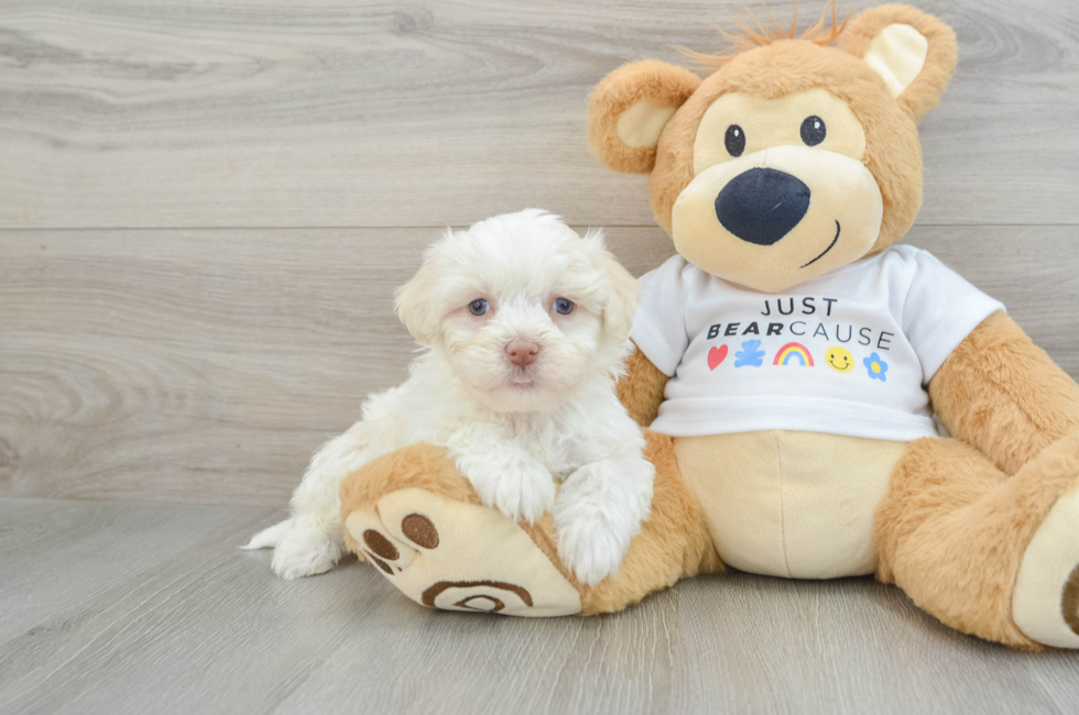 6 week old Havanese Puppy For Sale - Premier Pups