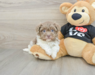 5 week old Havanese Puppy For Sale - Premier Pups