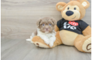 Havanese Pup Being Cute