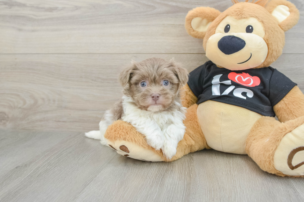 Havanese Pup Being Cute