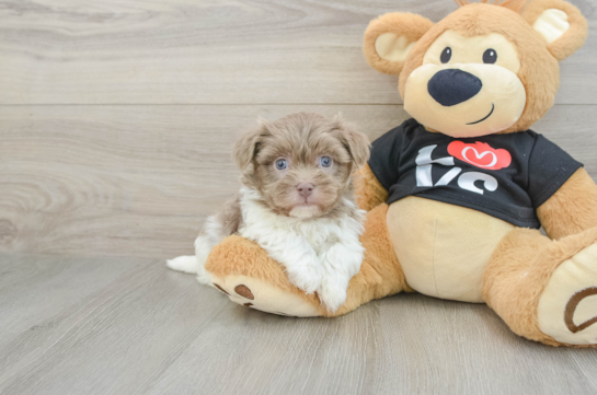 Havanese Pup Being Cute