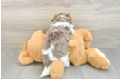 Hypoallergenic Havanese Purebred Pup