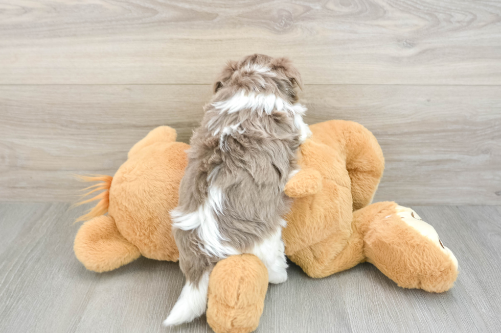 Hypoallergenic Havanese Purebred Pup