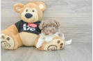 Happy Havanezer Purebred Puppy
