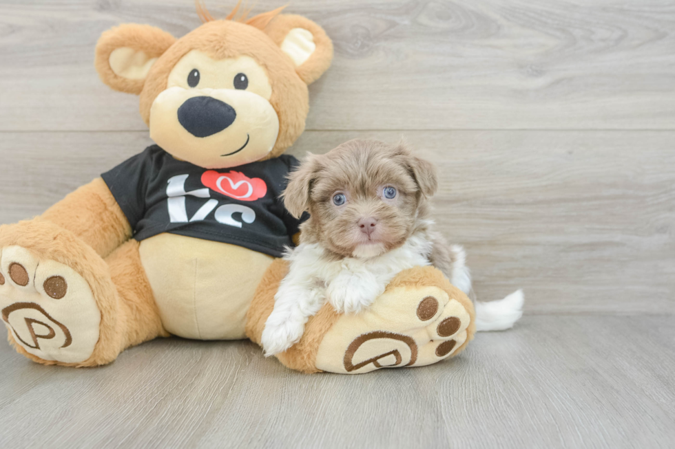 Happy Havanezer Purebred Puppy