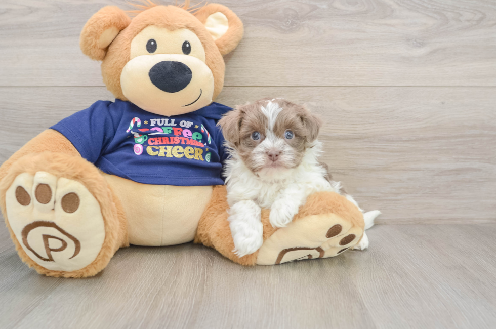 5 week old Havanese Puppy For Sale - Premier Pups