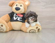 7 week old Havanese Puppy For Sale - Premier Pups