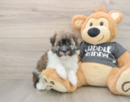 5 week old Havanese Puppy For Sale - Premier Pups
