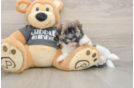 Popular Havanese Purebred Pup