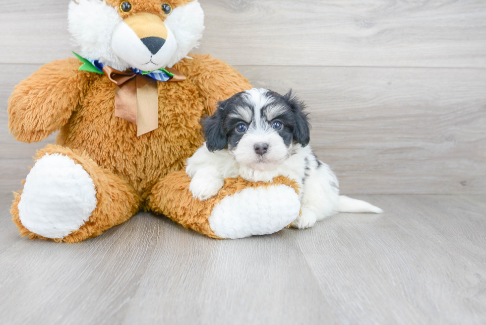 Friendly Havanese Baby