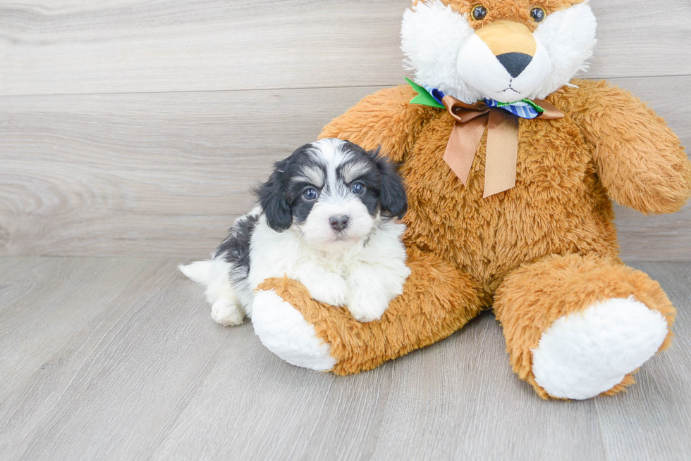 Playful Havanese Purebred Pup