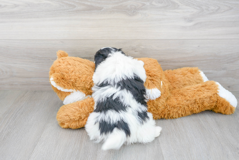 Havanese Pup Being Cute