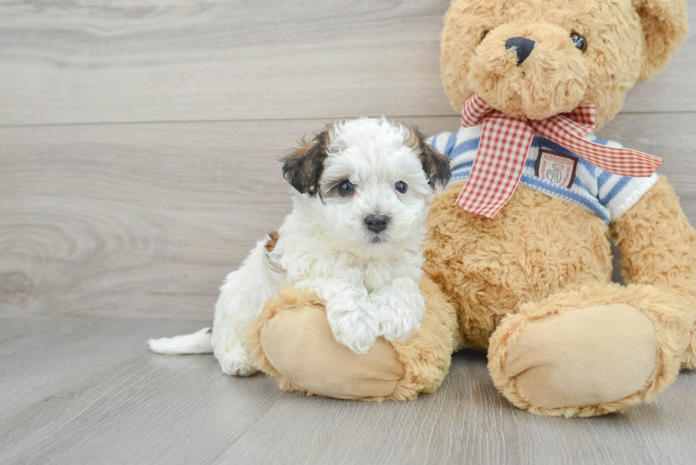 Hypoallergenic Havanese Purebred Pup