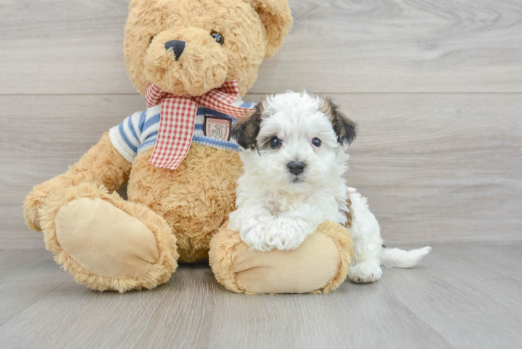 Little Havanese Purebred Pup