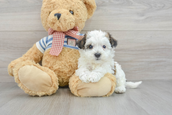 Little Havanese Purebred Pup