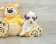 8 week old Havanese Puppy For Sale - Premier Pups