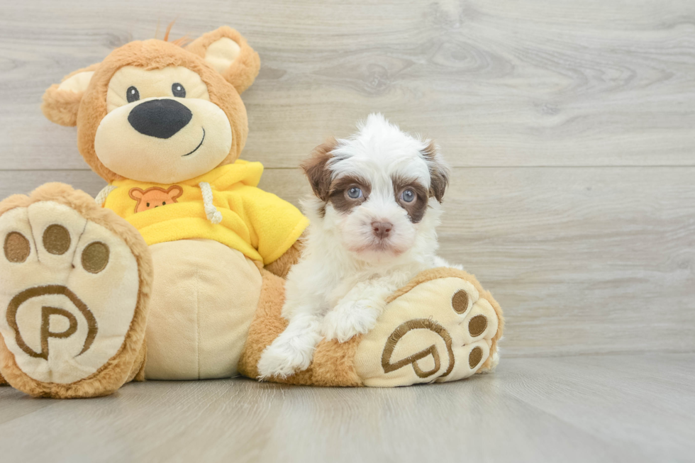 Havanese Pup Being Cute