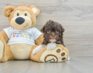 8 week old Havanese Puppy For Sale - Premier Pups