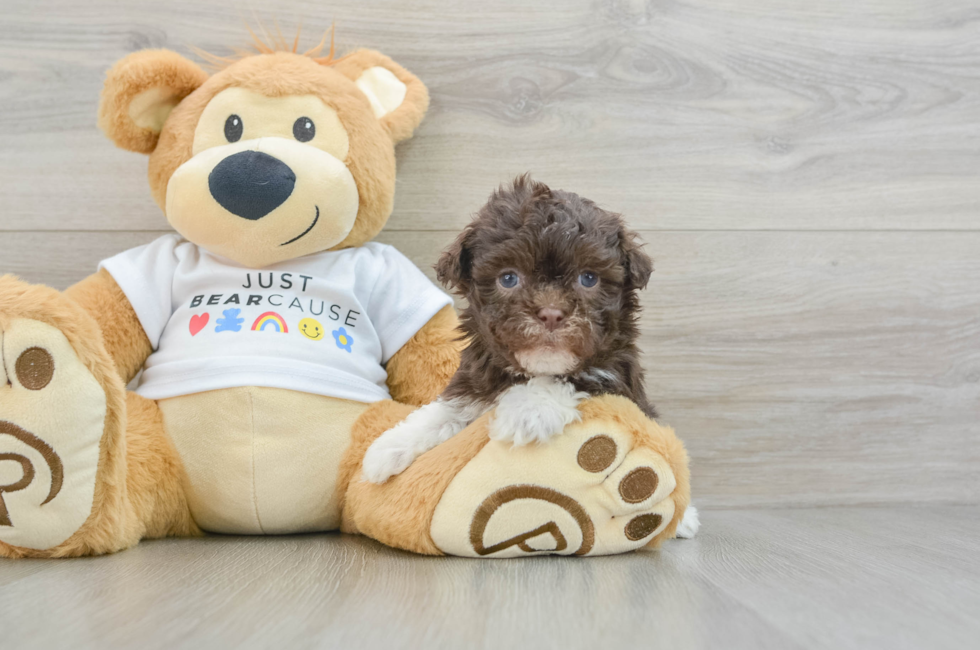 6 week old Havanese Puppy For Sale - Premier Pups