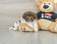 5 week old Havanese Puppy For Sale - Premier Pups