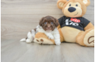 Havanese Puppy for Adoption