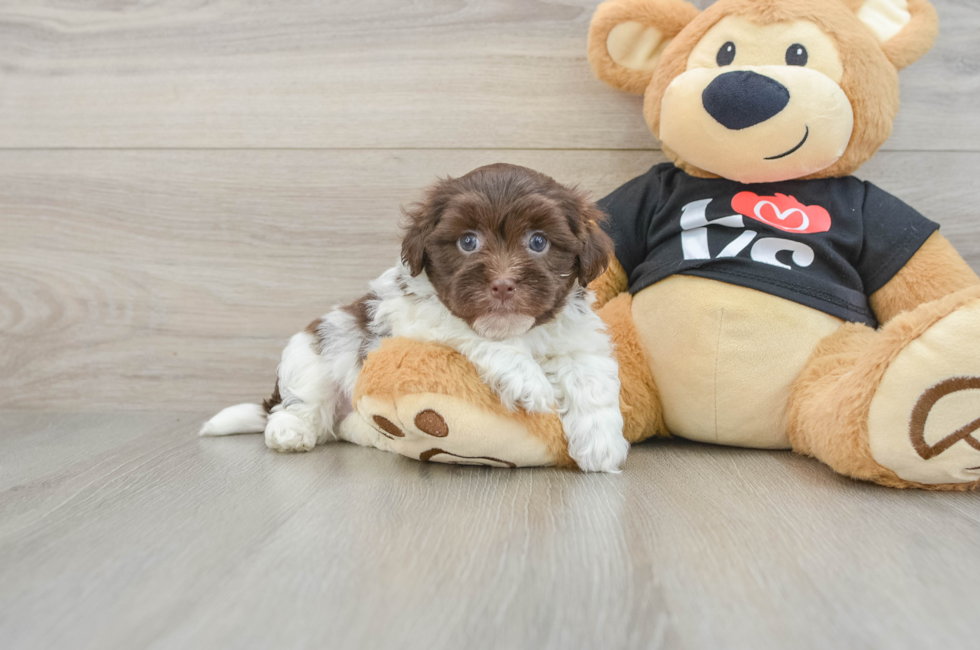 5 week old Havanese Puppy For Sale - Premier Pups