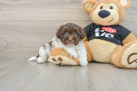 Havanese Puppy for Adoption