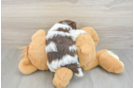 Havanese Puppy for Adoption