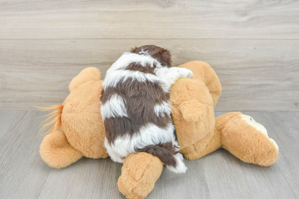 Havanese Puppy for Adoption