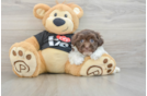Havanese Puppy for Adoption
