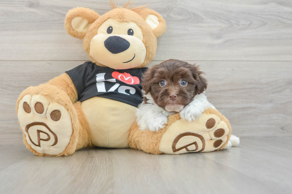 Havanese Puppy for Adoption