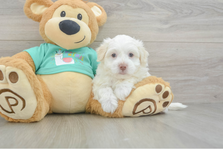 Petite Havanezer Purebred Puppy