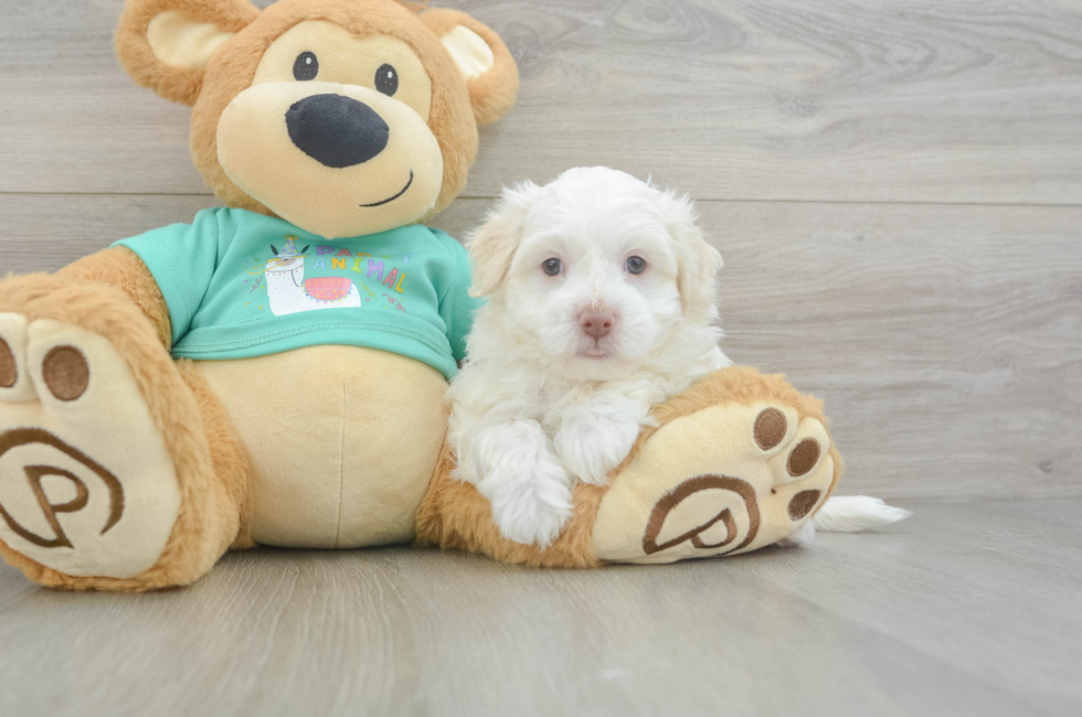 5 week old Havanese Puppy For Sale - Premier Pups
