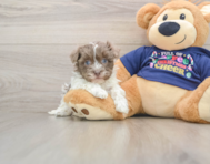 5 week old Havanese Puppy For Sale - Premier Pups