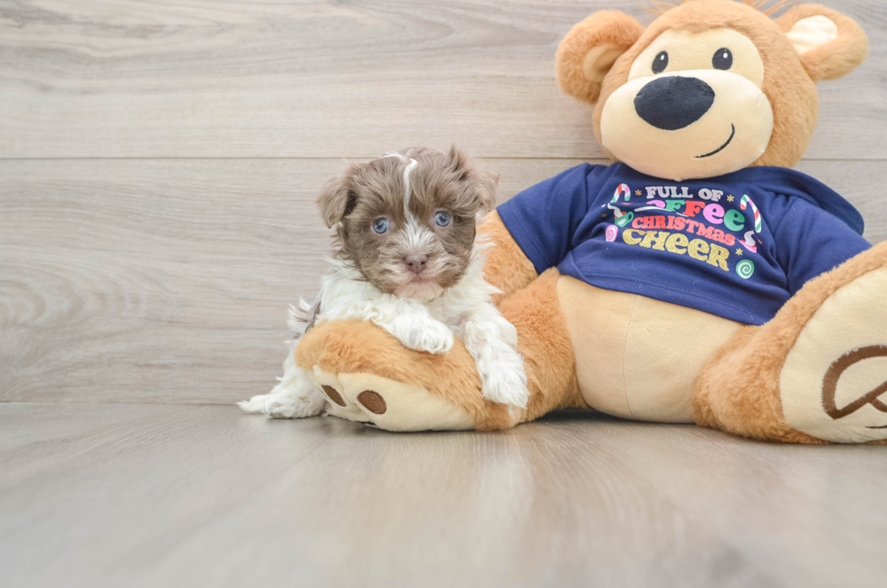 5 week old Havanese Puppy For Sale - Premier Pups