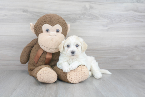 Playful Havanese Purebred Pup