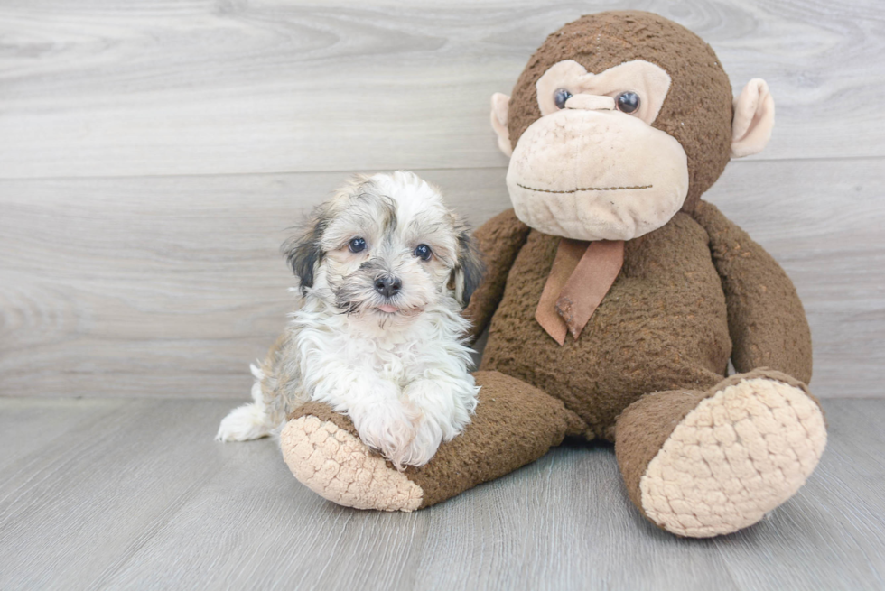 Happy Havanese Purebred Puppy