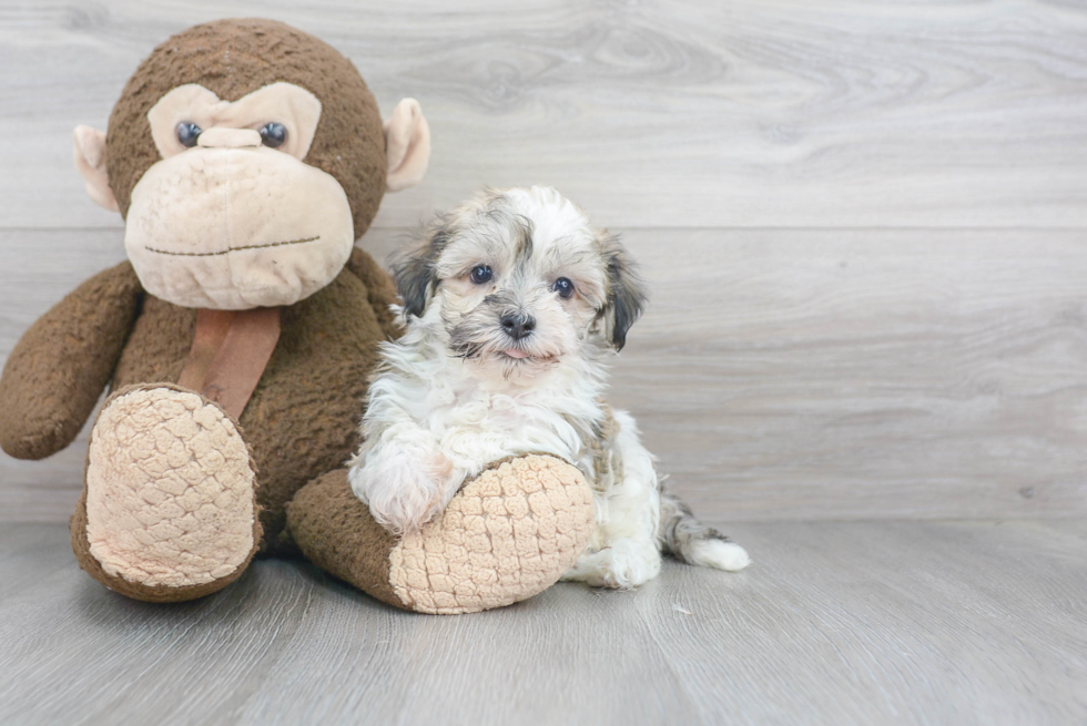 Smart Havanese Purebred Puppy