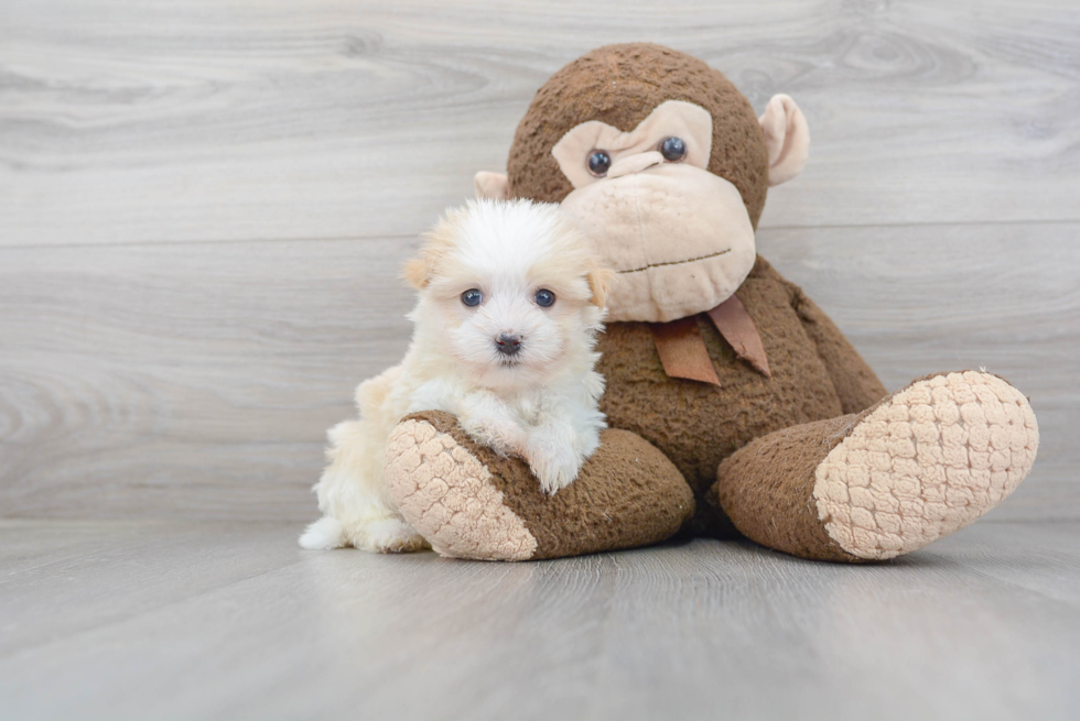 Adorable Havanese Purebred Puppy