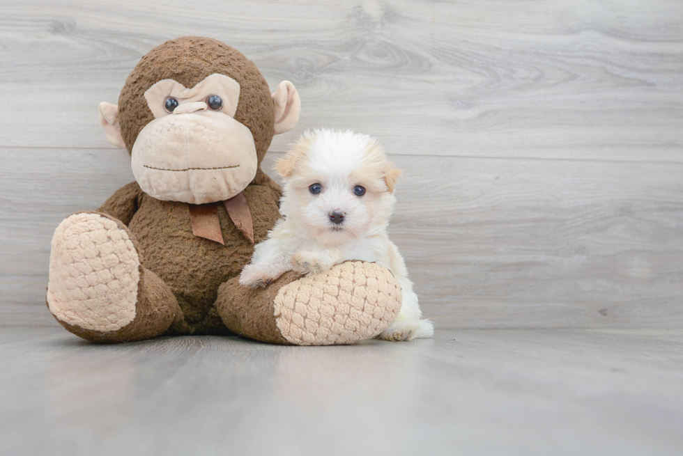 Best Havanese Baby