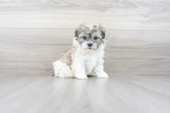 Popular Havanese Purebred Pup