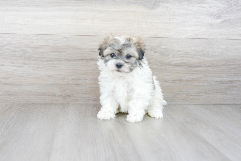 Small Havanese Purebred Pup