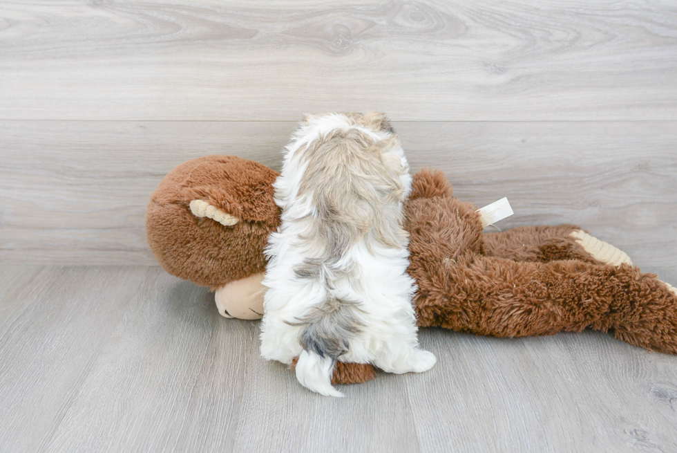 Energetic Havanese Purebred Puppy