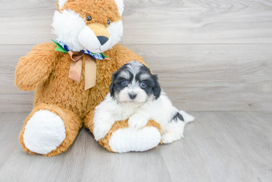 Friendly Havanese Purebred Pup