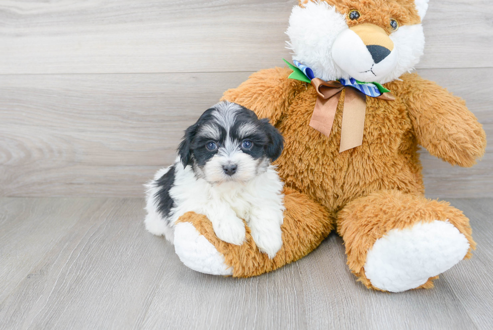 Havanese Puppy for Adoption