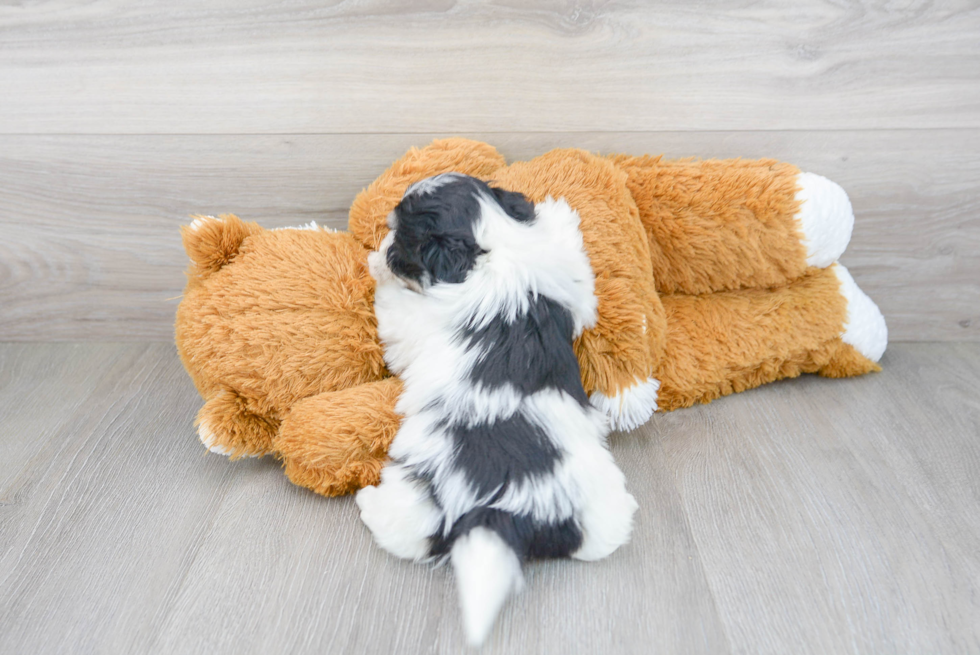 Akc Registered Havanese Purebred Pup