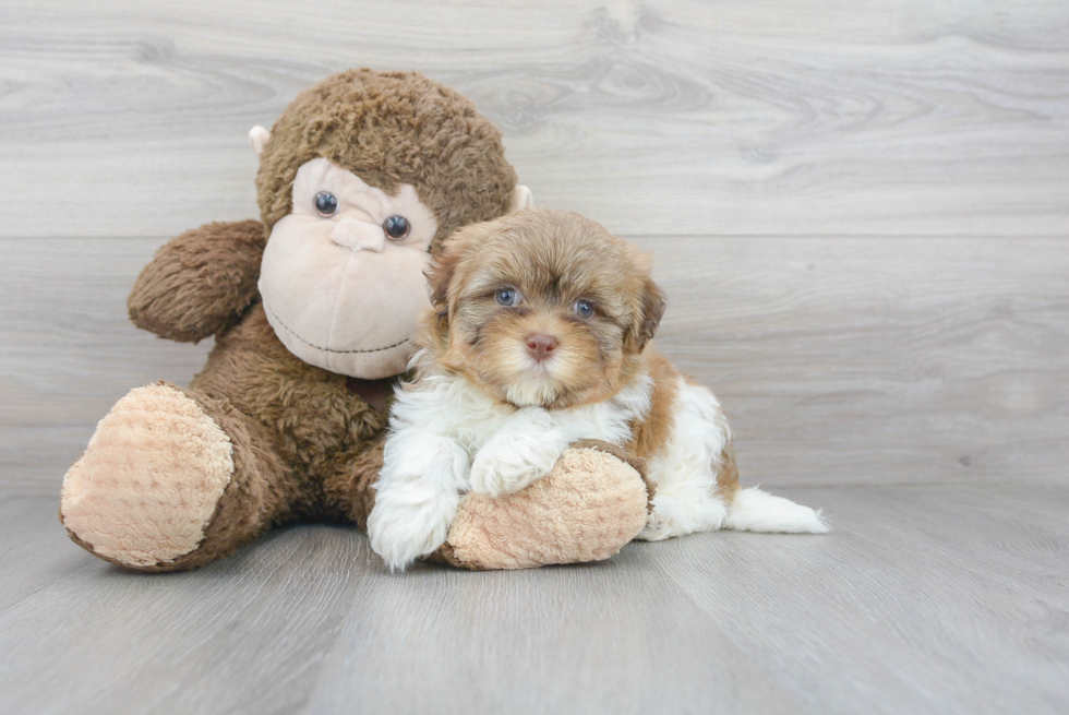 Cute Havanese Purebred Puppy